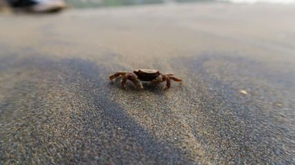 crab on the beach