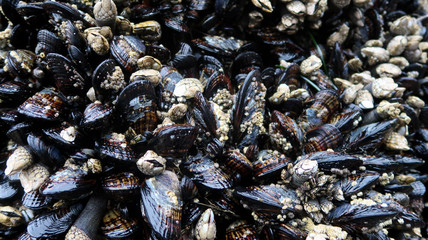 barnacles