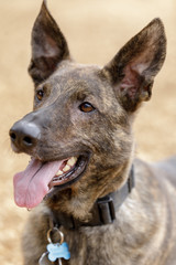 3-Year-Old Brindle Dutch Shepherd Male Dog Head. Off-leash Dog Park in Northern California.