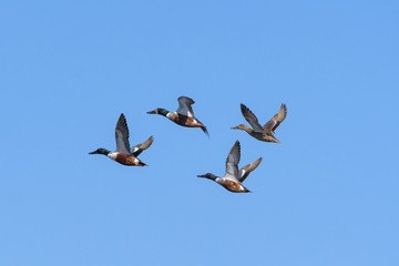 Waterfowl of Colorado. Male Northern Shoveler ducks in flight.