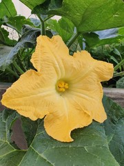 Female pumpkin flower on vine