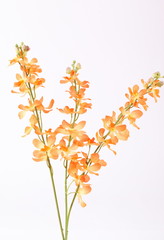 Beautiful orange orchid on a white background