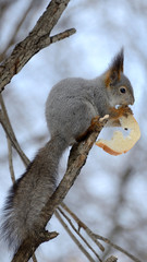  Squirrel in the park in winter outfit