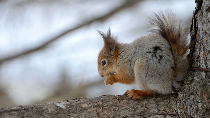  Squirrel in the park in winter outfit