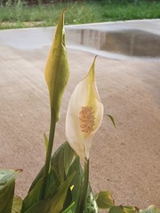 Peace Lily blooming