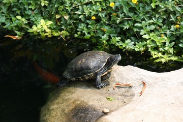 Obraz premium turtle on a rock