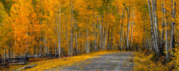 Panoramic view of scenic drive through colorful Aspen trees