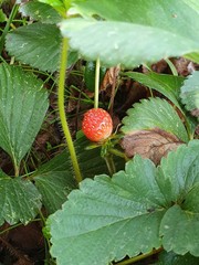 Strawberry growing wild