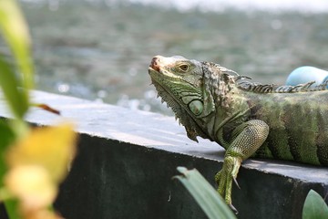 iguana on a branch