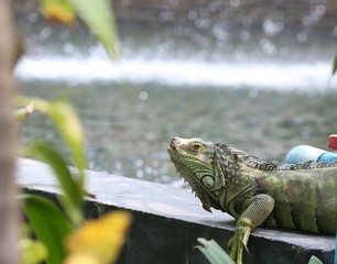 iguana on a branch
