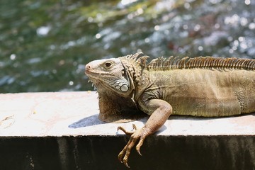 iguana on a branch