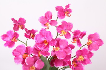 Naklejka na ściany i meble Beautiful purple orchid on a white background