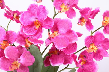 Obraz na płótnie Canvas Beautiful purple orchid on a white background