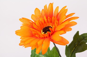 Artificial orange Gerbera on white background