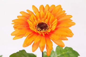 Artificial orange Gerbera on white background