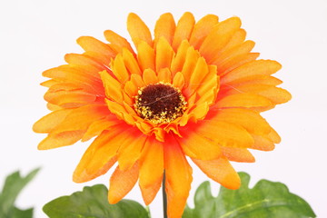 Artificial orange Gerbera on white background