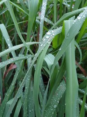Lemongrass with water drops