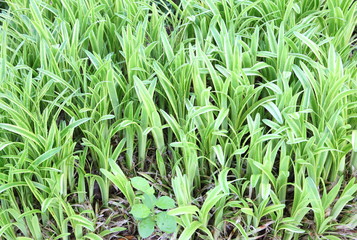 Obraz premium hymenocallis littoralis or Spider Lily tree