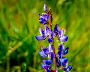 Arroyo lupine (Lupinus succulentus) blooms at Hollywood Lake Reservoir in Los Angeles, CA. 