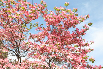 Lush pink Dogwood blossoms