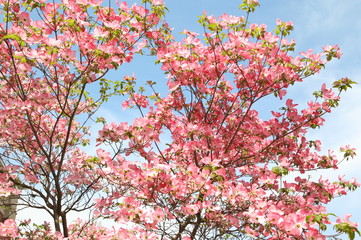 Lush pink Dogwood blossoms