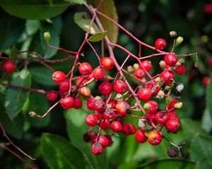 Toyon (Heteromeles arbutifolia) is an evergreen shrub that is native to California. It is sometimes called Christmas Berry do to the small pea-sized fruit that it produces in early winter.