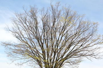 Vibrant colored treetop in front of blue sky at autumn time