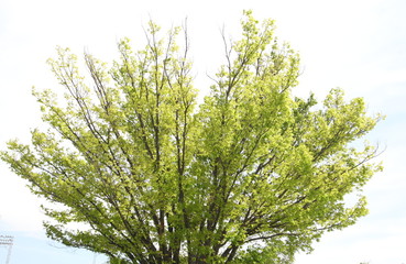 Vibrant colored treetop in front of blue sky at autumn time