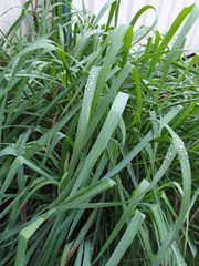 Lemongrass with water drops