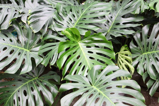 Philodendron monstera obliqua as background