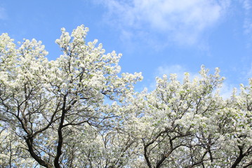 Naklejka premium Apple tree in spring time - background