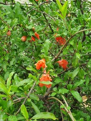 Pomegranate flowers in tree