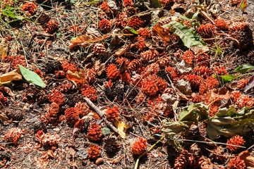 Many pine cones on the ground in autumn time