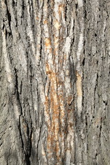 Tree bark texture