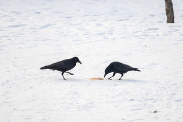Two crows with one piece of prey in the snow © ok_fotoday