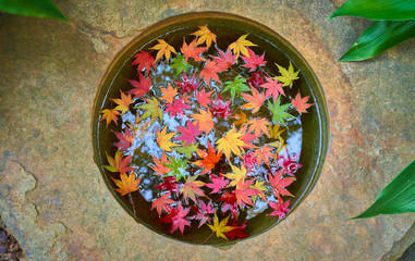 水面に浮かんでいる、カラフルな秋のカエデの葉。