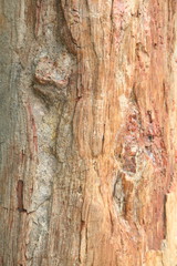 Tree bark texture