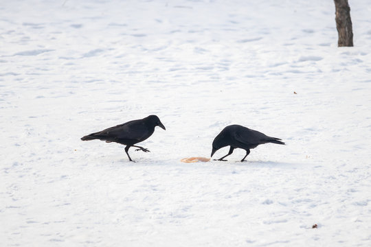 Two crows with one piece of prey in the snow