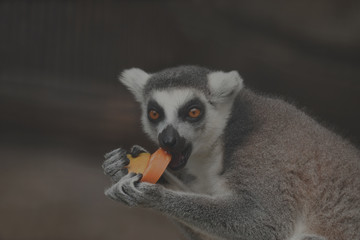 Lemur eating papaya are very happy.