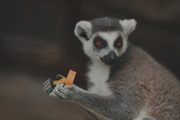 Lemur eating papaya are very happy.