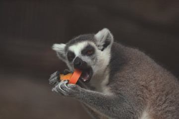 Fototapeta premium Lemur eating papaya are very happy.