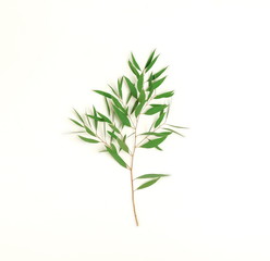 green eucalyptus leaves, branch isolated on a white background. flat lay, top view. poster