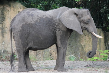 elephant in zoo