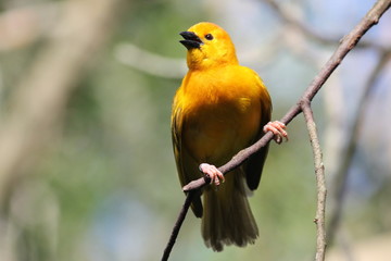 bird on a branch