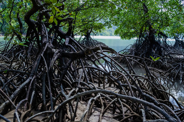 Tropical mangrove forest along coastal in Surin Island, Phangnga Bay, Thailand