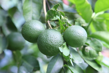 Green lemon fruits on green nature background
