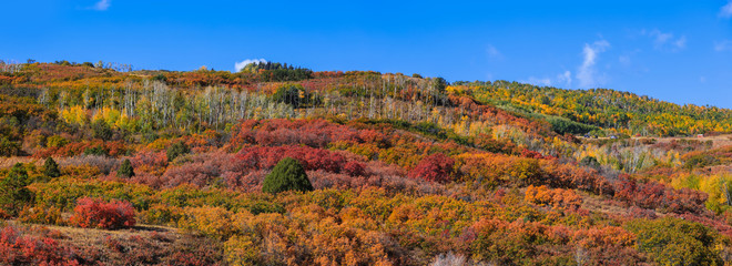Panoramic view of canopy of colorful bushes on the hill to at Continental divide in Colorado