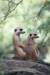 Fototapeta premium meerkat on guard