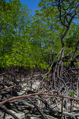 Tropical mangrove forest along coastal in Surin Island, Phangnga Bay, Thailand
