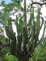 cactus in spain